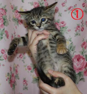 母乳で育った元気いっぱい兄妹です。