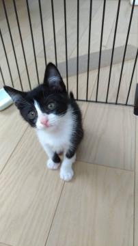 生後2ヶ月☆可愛い兄妹①