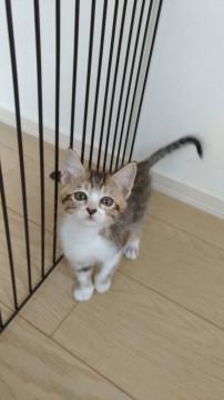 (動画あり)生後2ヶ月☆可愛い女の子