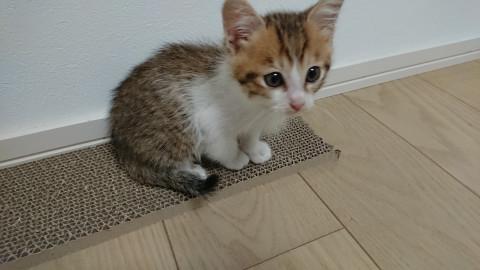 生後2ヶ月☆可愛い兄妹③