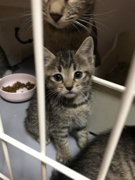 キジトラ三姉妹