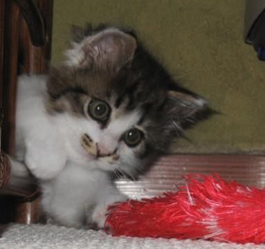 フワフワ触感のおりこうさん