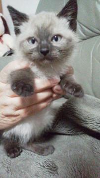 子猫の里親募集します。