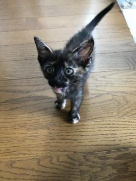 甘えたサビちゃん