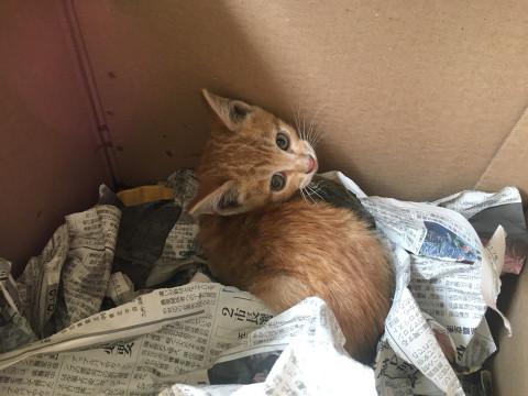 奇跡の茶トラです！