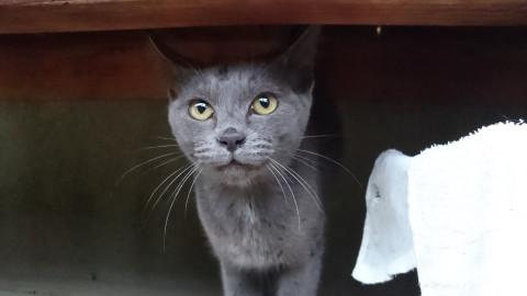 ロシアンブルー風のグレーの仔猫
