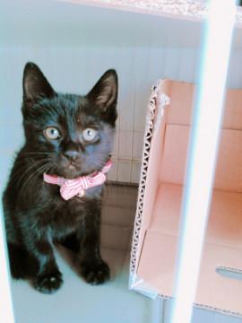 人間大好き黒猫兄弟