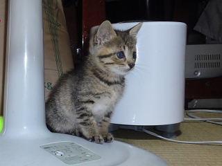 ２ヶ月　３兄弟