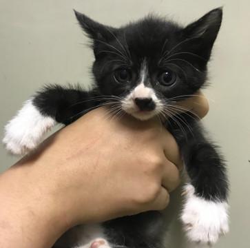 ちびちび子猫