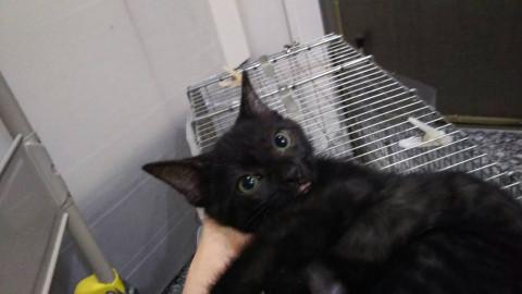 黒猫の男の子