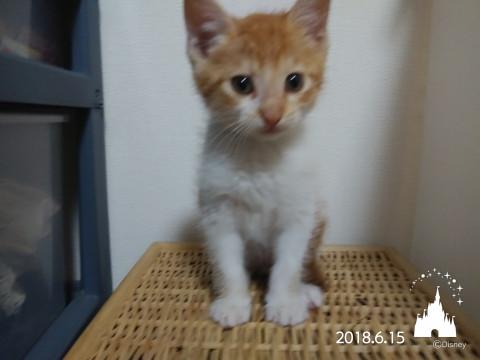 甘えん坊の子猫ちゃん