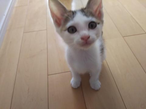 性格ピカイチ！超甘えん坊しんのすけくん