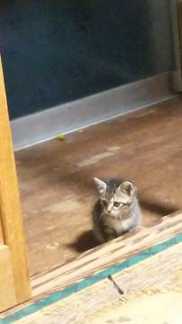 片手に乗る保護仔猫