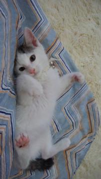 初心者さんでも育てやすい可愛い性格の