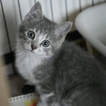 グレーキジ、かわいい男の子