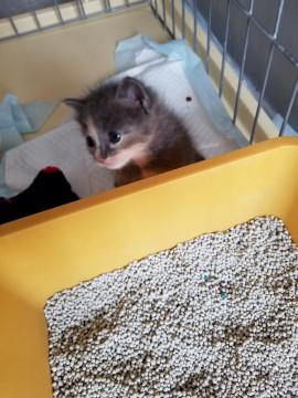 グレーさび？ちゃん☆