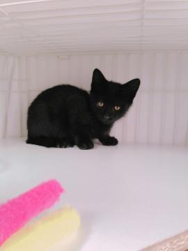 元気いっぱい黒猫兄弟（首輪なし）