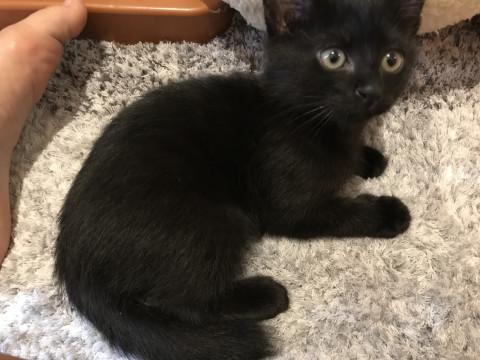 生後8週間の甘えん坊な黒猫仔猫 メス