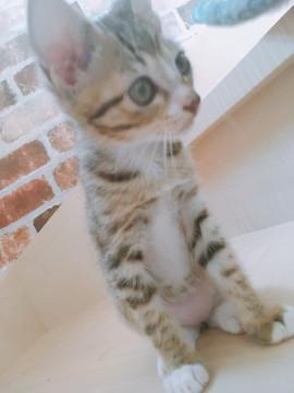 生後二ヶ月子猫里親募集中です♪