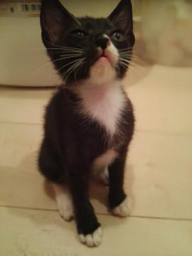 生後二ヶ月子猫里親募集中です♪