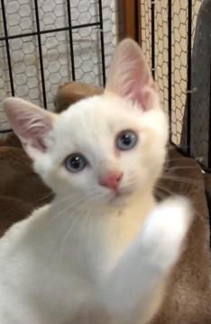 美形★3か月こねこ