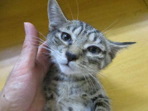 おっとり癒し系　キジトラ美男子