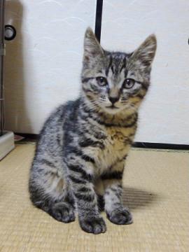 美猫　３ヶ月