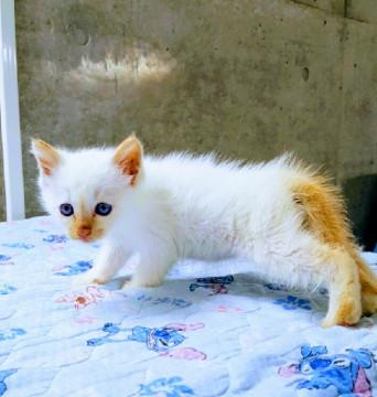 トライアル中♥ヒマワリくん