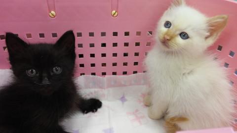 正式譲渡♥マリネくん