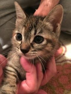 生後２ヶ月くらいのキジ猫と黒猫