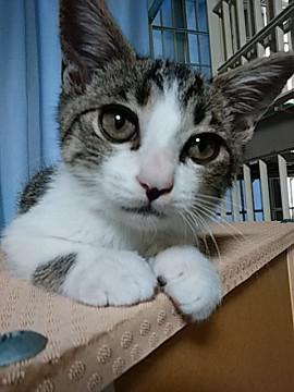 やんちゃ坊主