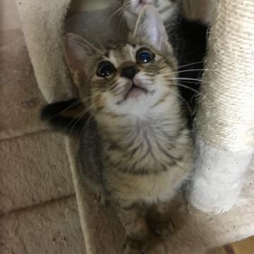 家族探してるんだにゃん