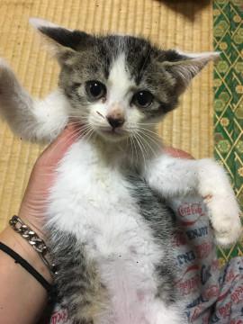 ぷるりんにゃんこ