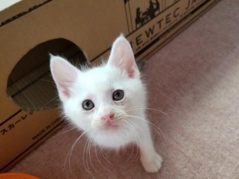 ポンポコリンのかわいいちび白ちゃん