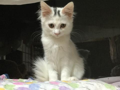 頭に「リ」の字がある綺麗な子猫