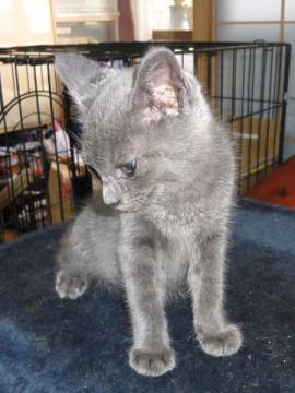 甘えん坊　２ヶ月の男の仔