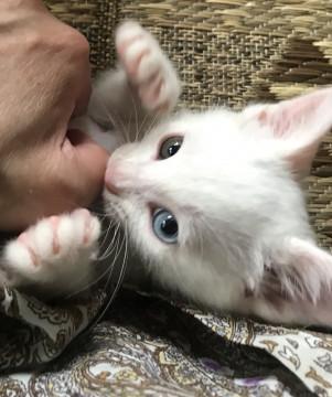☆保健所レスキュー　オッドアイ白子猫　☆