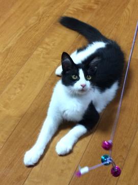 穏やかで飼いやすい長毛男の子