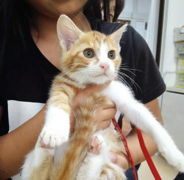 ちょびっとビビりの茶白くん