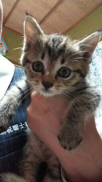 とってもキュートなキジトラの子猫