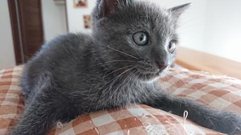 ☆ロシアンブルー風☆生後2ヶ月 男の子