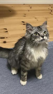 ずっとのママを探していますにゃ