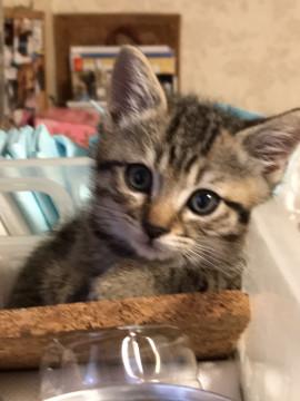 馴れなれのシメジ君