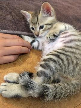 子猫★キジ★見分けつかない〜ズ③(２３)