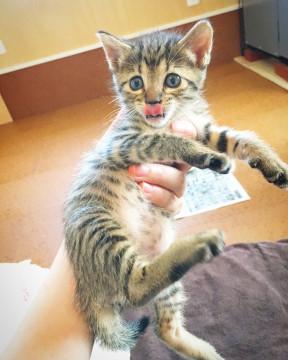 子猫★キジ★見分けつかない〜ズ④(２４)