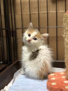 ふわふわ三毛子猫ちゃん