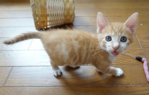 かわいい男の子