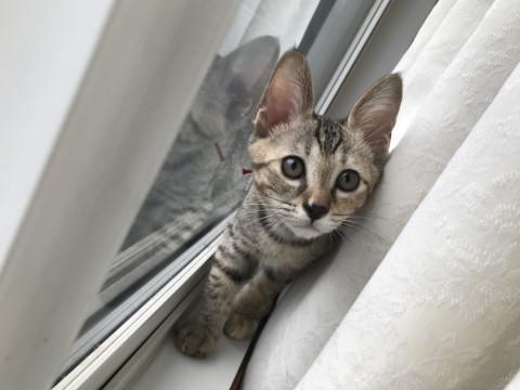 活発で賢いキジ柄女の子