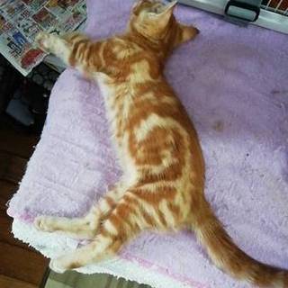 珍しいﾀﾞﾋﾞ‐（茶ｱﾒｼｮ‐子猫兄弟