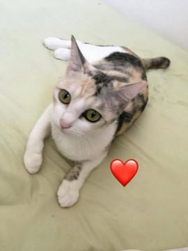 可愛いパステル三毛ちゃん